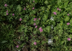Geranium pusillum