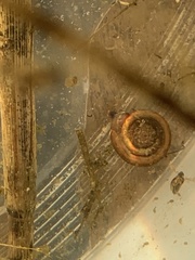 Planorbini