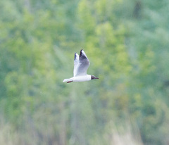 Chroicocephalus ridibundus