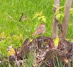 Luscinia luscinia