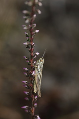 Euchorthippus chopardi