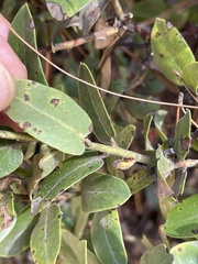 Arctostaphylos tomentosa hebeclada