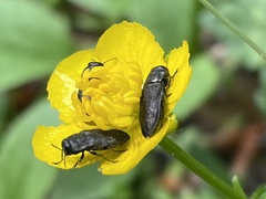 Anthaxia quadripunctata
