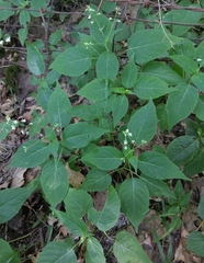Circaea canadensis