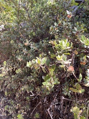 Arctostaphylos tomentosa hebeclada