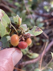 Arctostaphylos tomentosa hebeclada