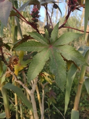 Ricinus communis