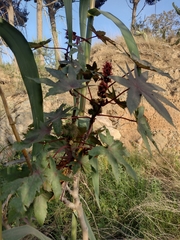 Ricinus communis