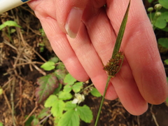 Luzula comosa comosa