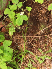 Luzula comosa comosa