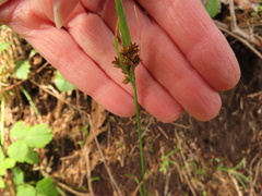 Luzula comosa comosa