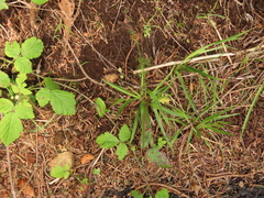 Luzula comosa comosa