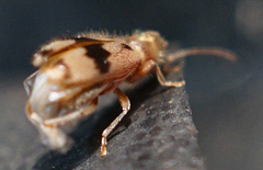 Notoxus calcaratus