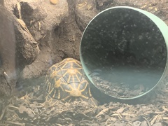 Geochelone
