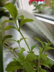 Stevia rebaudiana