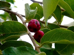 Malpighia mexicana