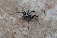 Schizocosa crassipes