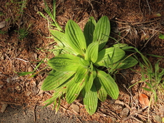Plantago subnuda