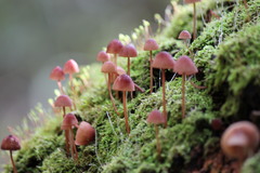 Mycena kuurkacea