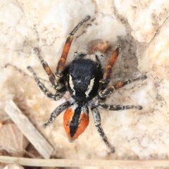 Philaeus chrysops