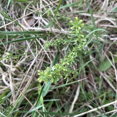 Thesium catalaunicum