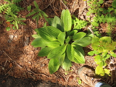 Plantago subnuda