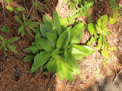 Plantago subnuda
