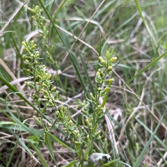 Thesium catalaunicum