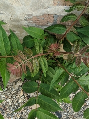 Ailanthus altissima