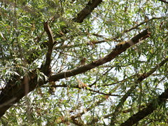 Fringilla coelebs