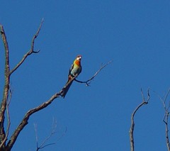 Platycercus eximius x adscitus