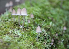 Mycena subgalericulata
