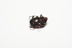 Onthophagus nuchicornis