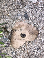 Lepidoptera