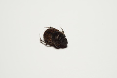 Onthophagus nuchicornis