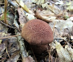 Cortinarius squamulosus
