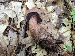 Cortinarius squamulosus