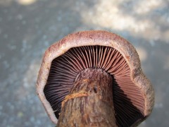 Cortinarius squamulosus
