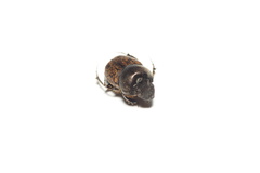 Onthophagus nuchicornis