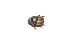 Onthophagus nuchicornis
