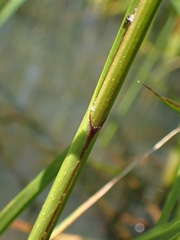 Carex trichocarpa