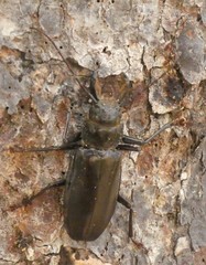 Mallodon chevrolatii