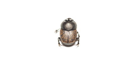 Onthophagus nuchicornis