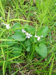 Viola nemoralis