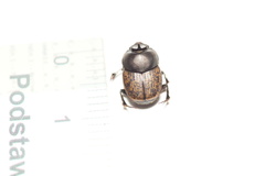 Onthophagus nuchicornis