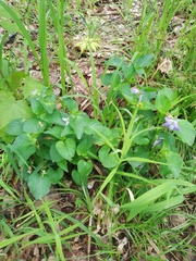 Viola nemoralis