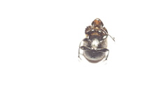 Onthophagus nuchicornis