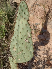 Opuntia lindheimeri