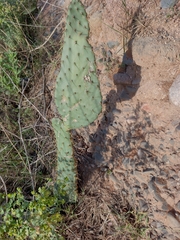 Opuntia lindheimeri