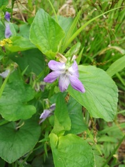Viola nemoralis